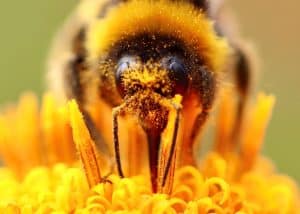 Bee Pollen
