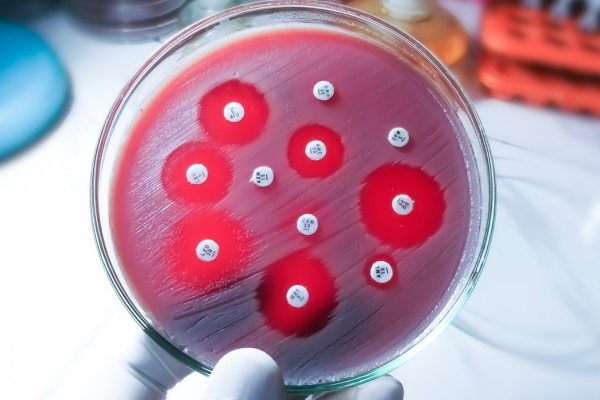 Antibiotic Resistance